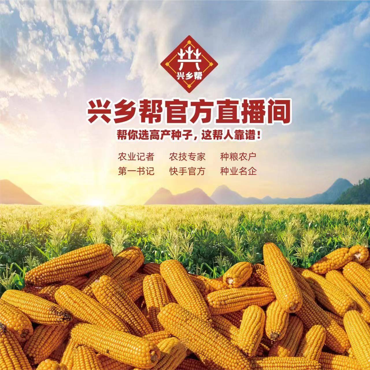 兴乡帮第一书记三农记者直播间助力三农振兴种业守护耕种