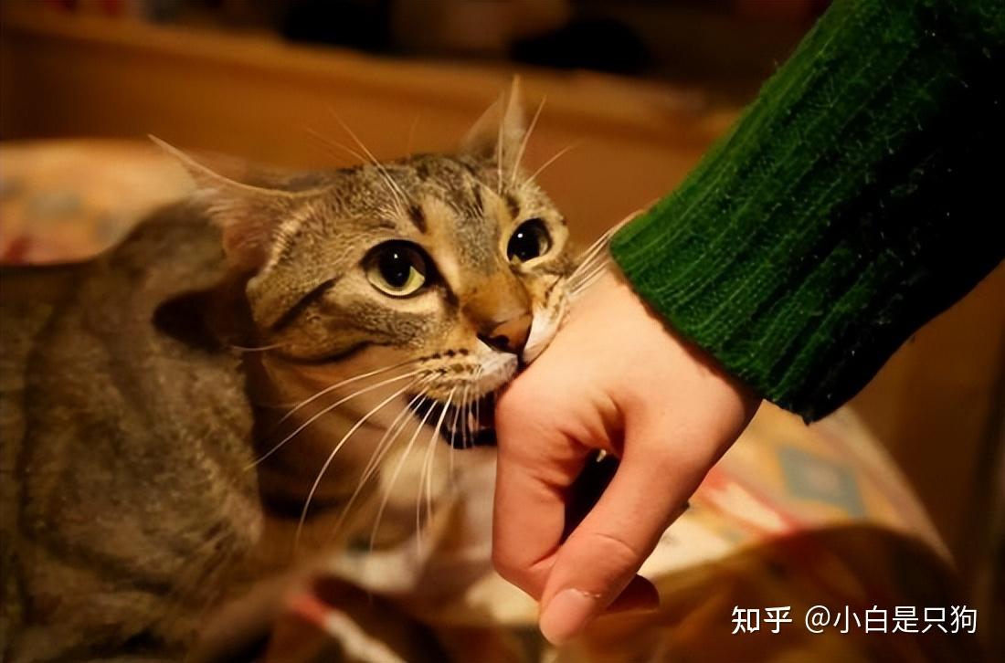 兽医忠告:养猫时,这7个“坏习惯”,不要再做了! - 知乎