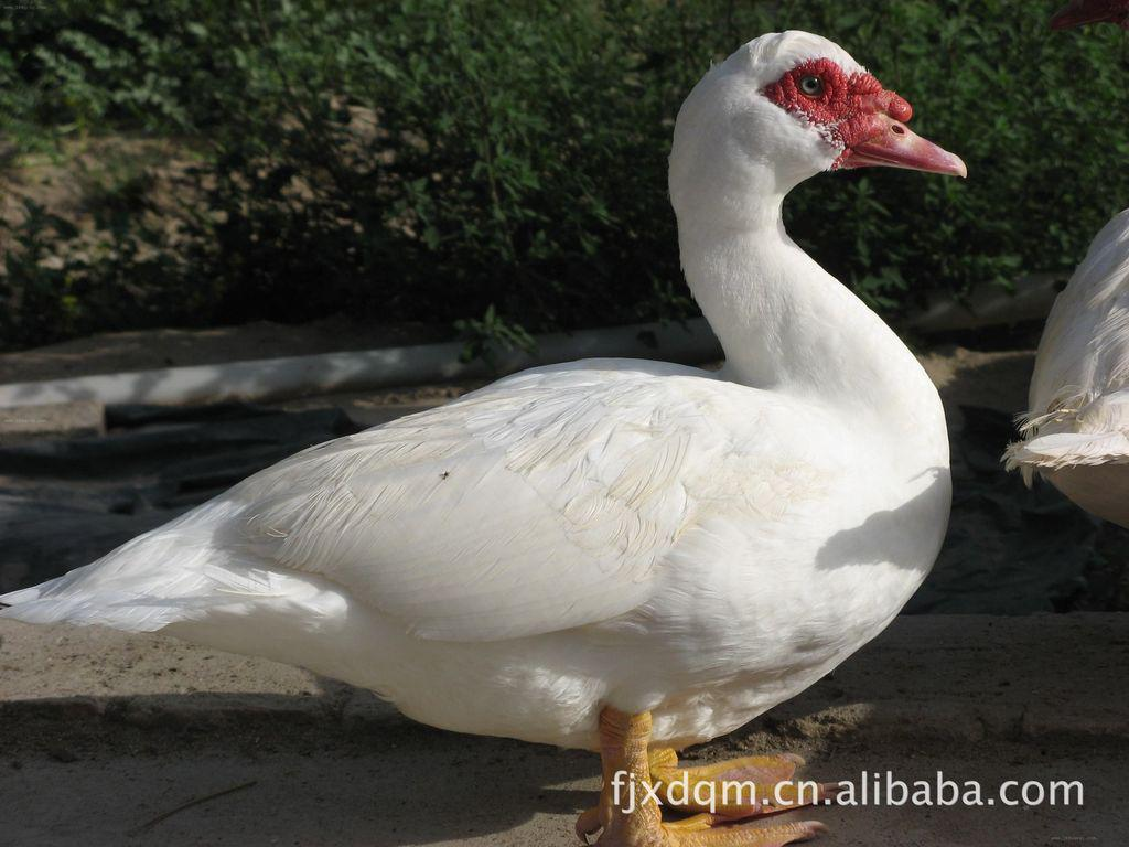 安徽桐城很多农户养一种家禽,当地人称为腾,这个字的本字应该是什么