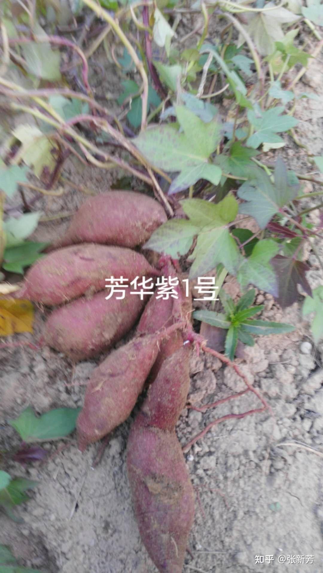 短蔓红薯品种图片