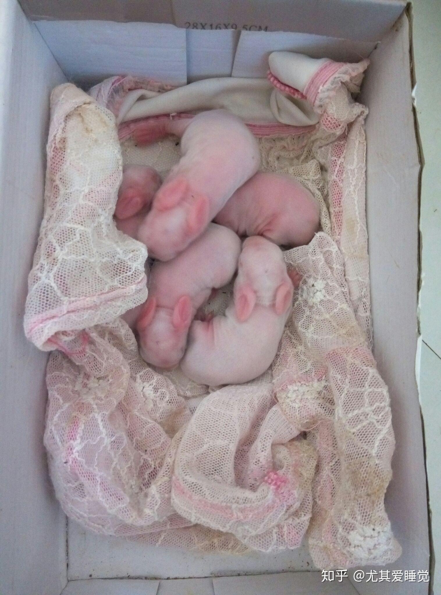 宿舍里的兔子刚生了小兔子,该怎么办,怎么知道兔妈妈有没有奶?