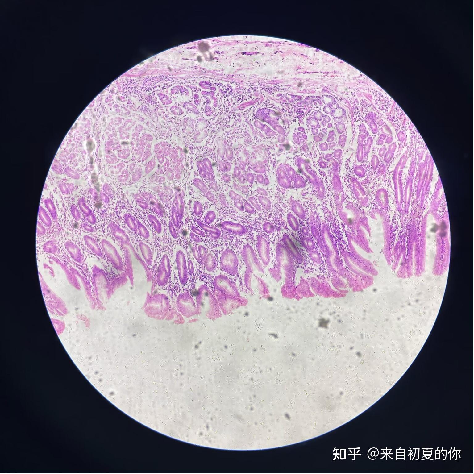 四大组织切片图图片