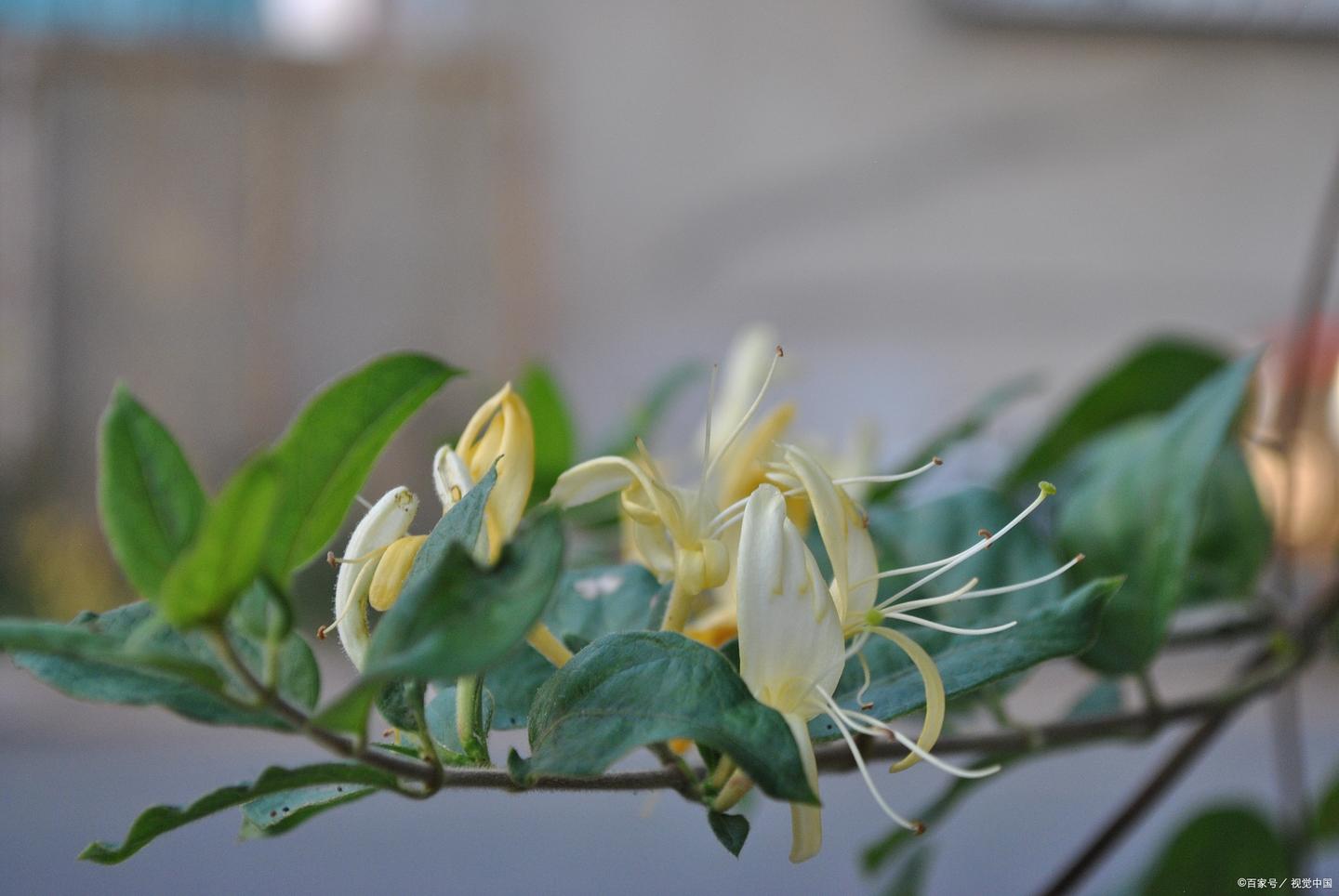 6种精油有效缓解焦虑、压力、失眠、预防忧郁症 - 知乎