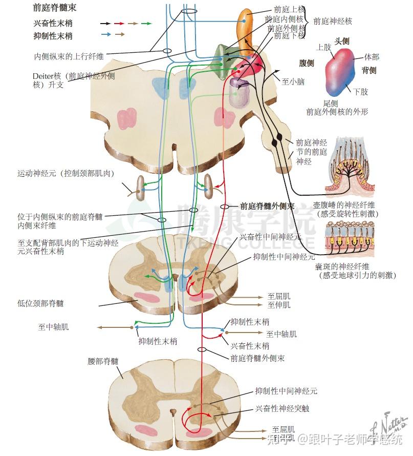感统科普 | 为什么孩子看书时容易跳字串行,眼睛疲劳?这几个动作可以从根本改善 - 知乎