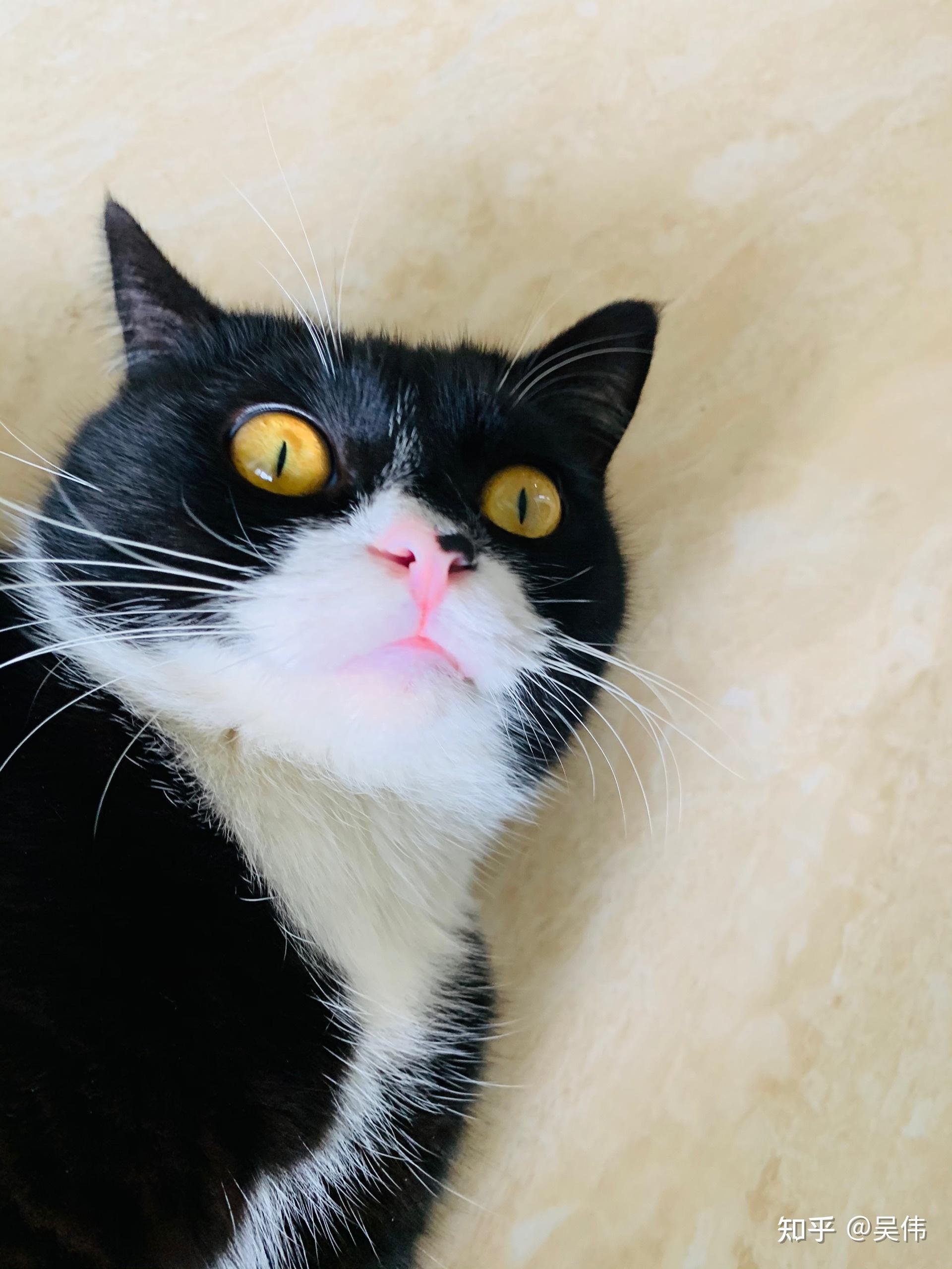 能看看你家猫咪的自拍照吗?