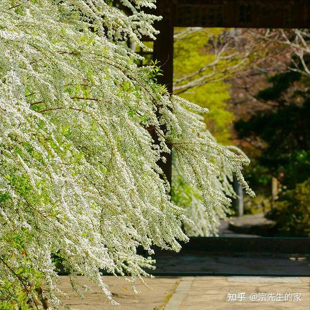 6种花“冻不死”,养在家里长成“元宝树”,花期呼呼“喷雪花” - 知乎