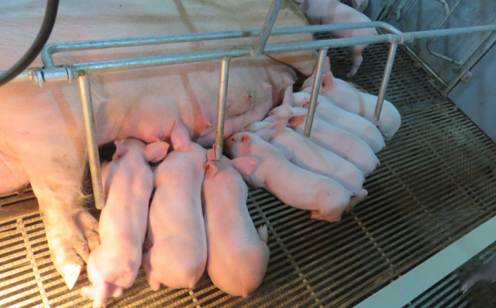 如何提高哺乳母猪采食量? - 知乎