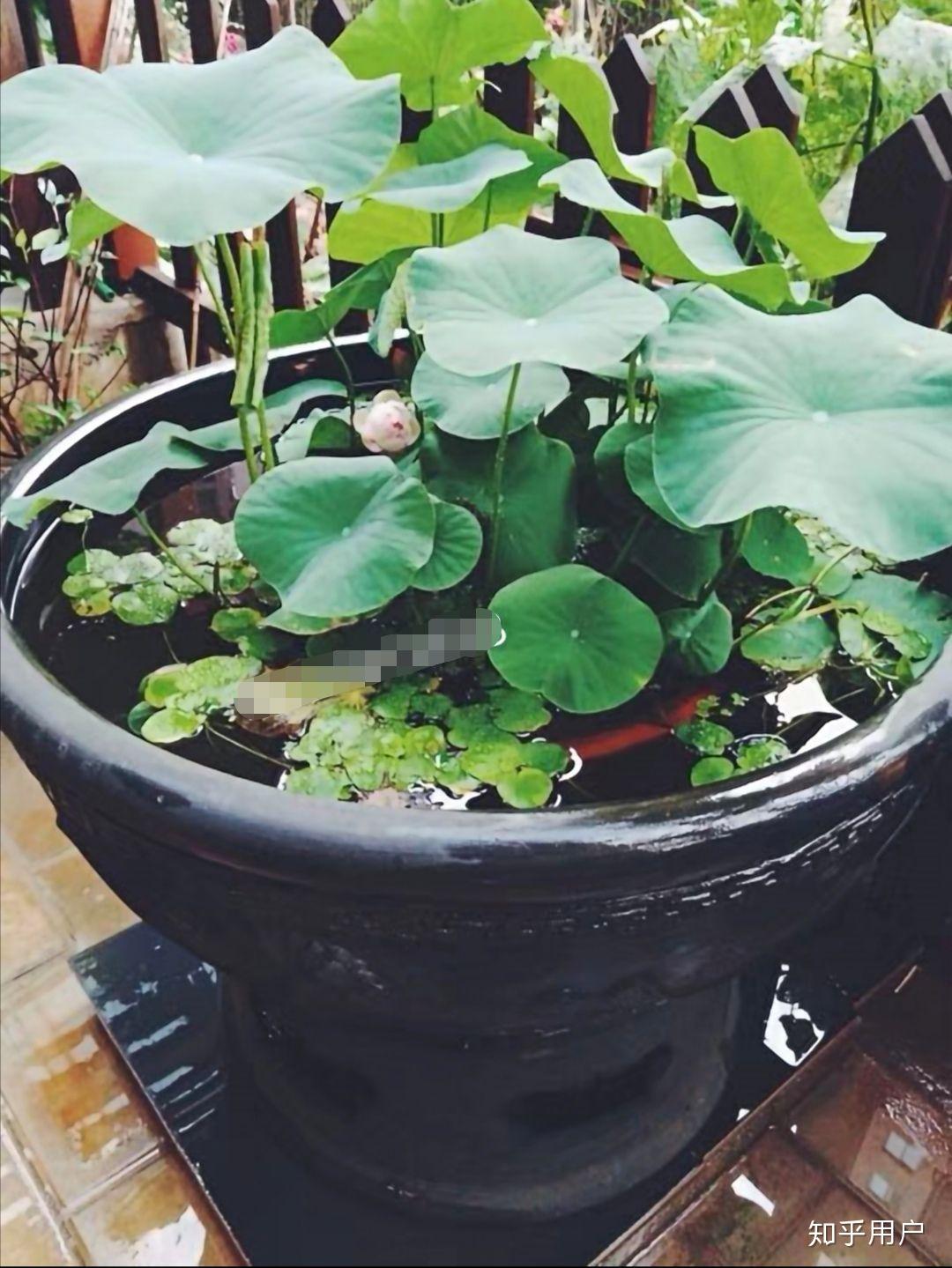 碗莲怎么水培?(水培碗莲种植方法图解)