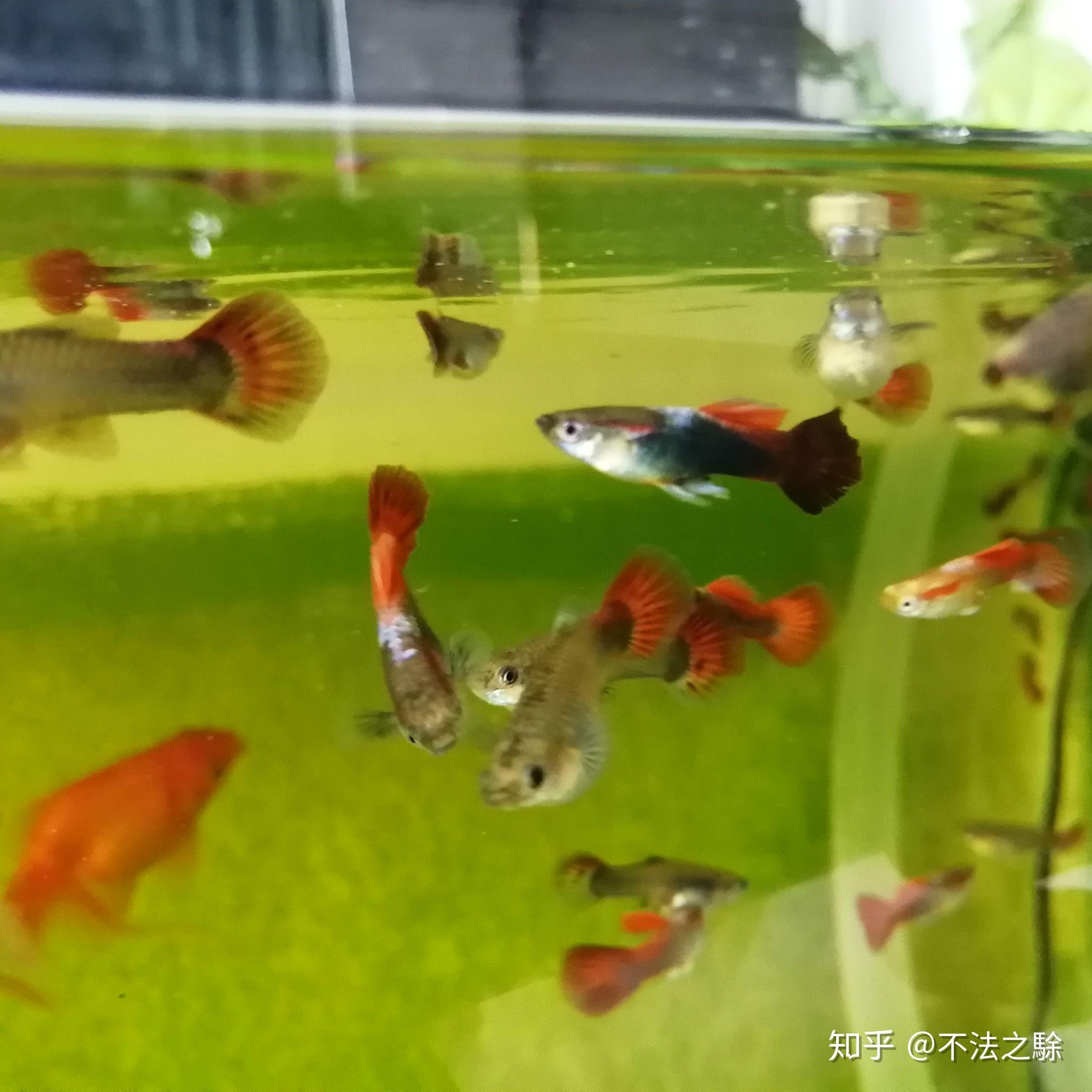 孔雀魚爛尾怎麼辦呢