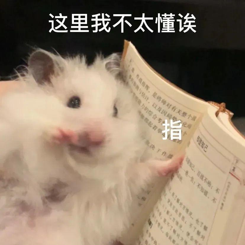 求一个小仓鼠表情包? - 知乎