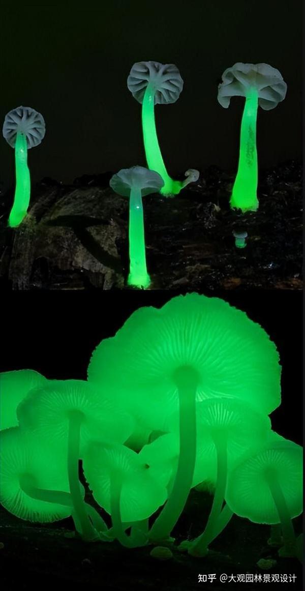 你知道几种会发光的植物?我敢说九成你都不知道 - 知乎
