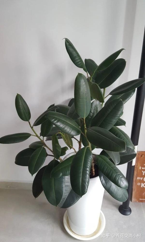 8大迷人的橡皮树品种,好看耐养,水培或土培扦插都能轻松繁殖 - 知乎
