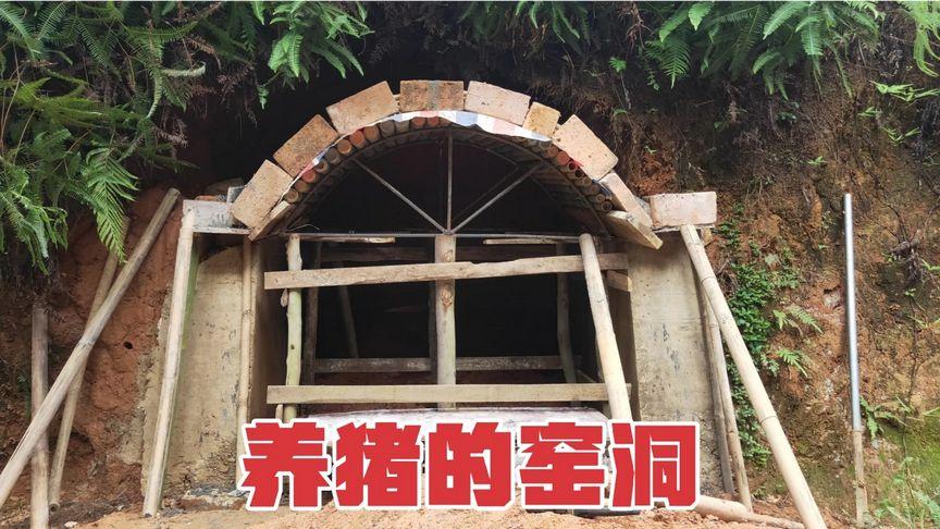 花了两个月时间挖窑洞养母猪终于有模有样期待进猪