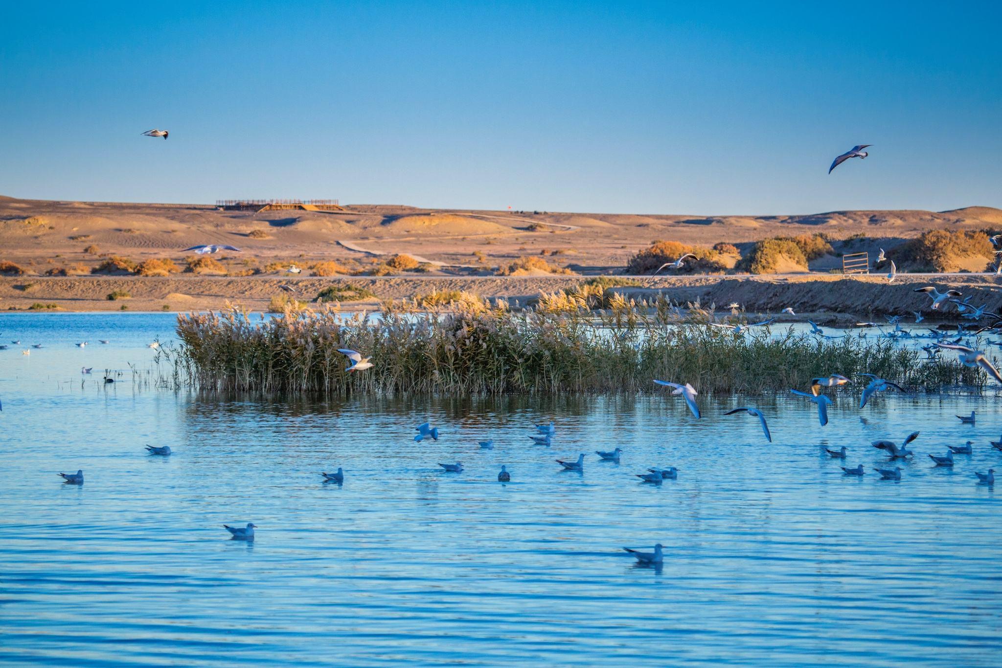 大漠行宫,土尔扈特人家,大漠田园,水景胡杨,弱水河畔,沙漠驿站,胡杨岛