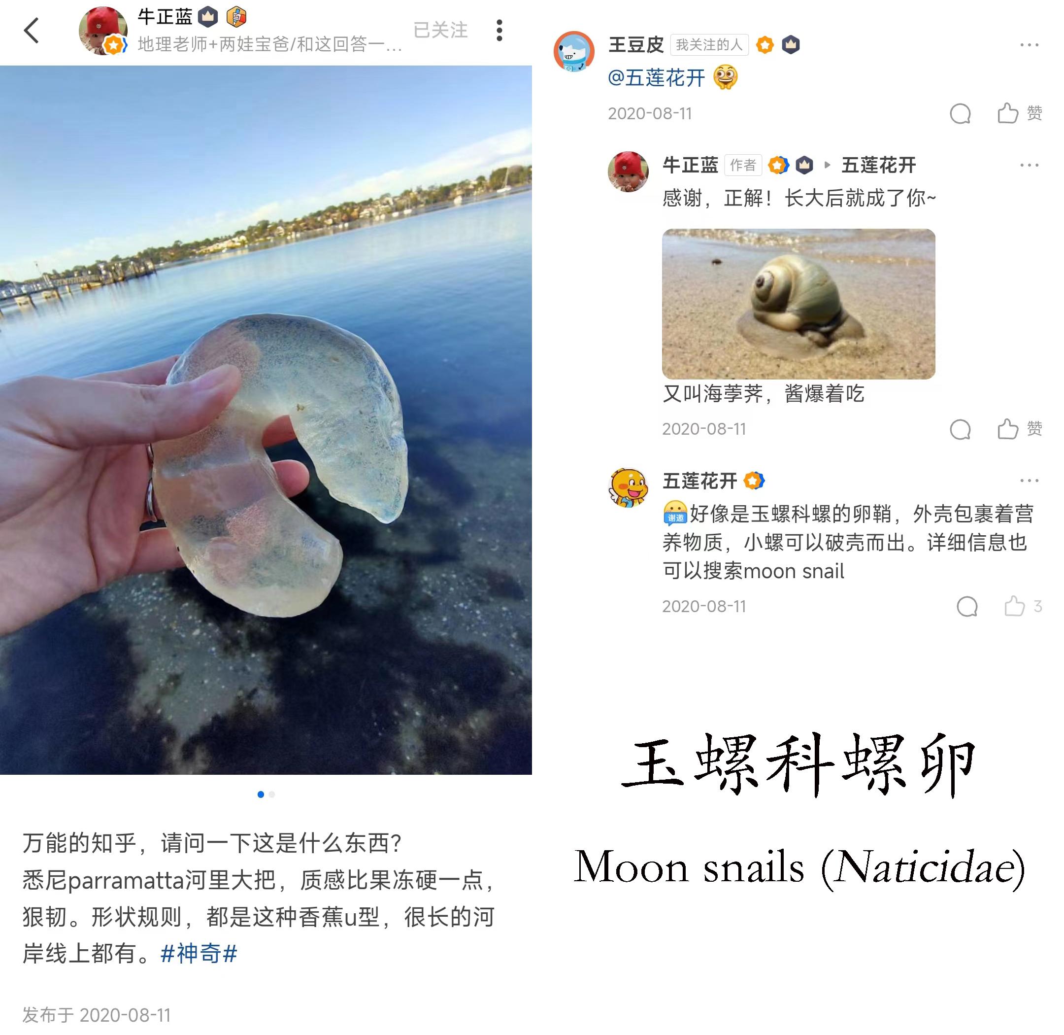 海边沙滩上透明的像果冻一样的是什么? - 知乎