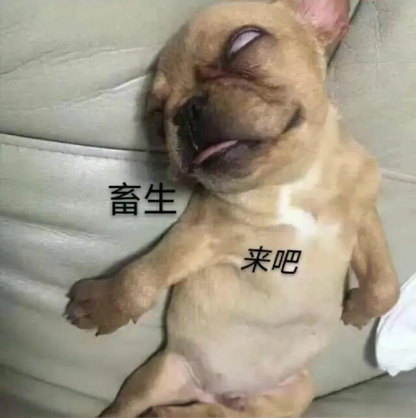 你有哪些超级搞笑的沙雕表情包? - 知乎