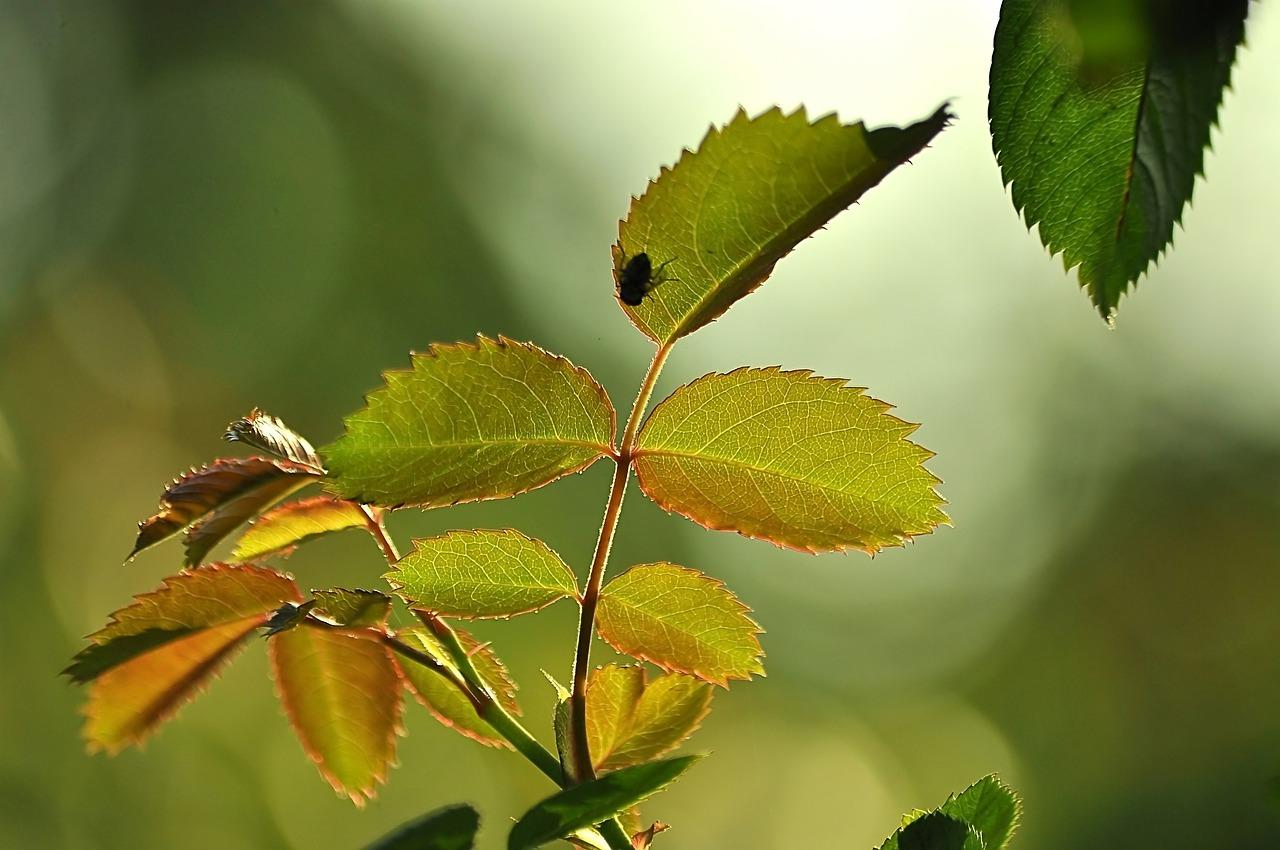 为什么绣球花叶子干