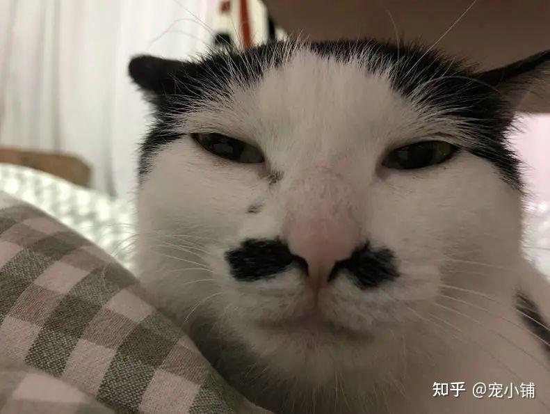 你见过最丑的猫有多丑？非常丑！ - 知乎