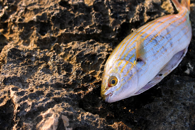 吃了这种鱼也许可以给你3天可怕的致幻感