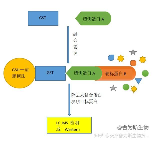 GST Pull-down实验原理及应用解析 - 知乎