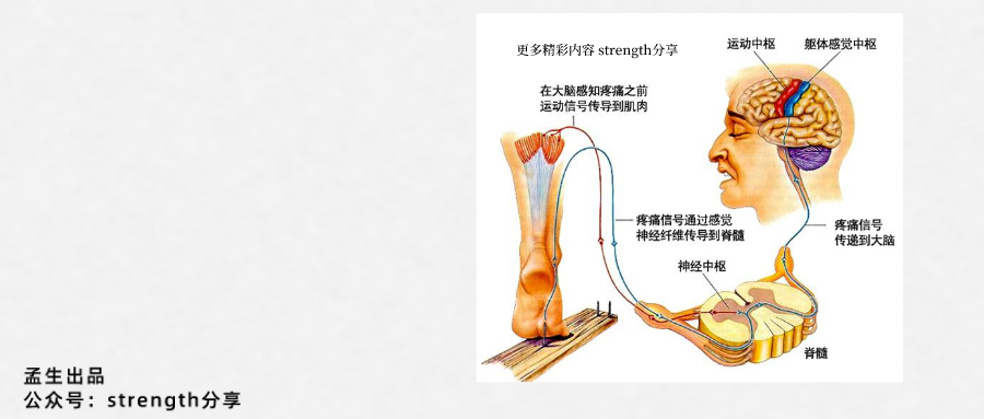 身体平衡能力是什么?由什么构成?需要训练吗?孟生带你一文全知晓 - 知乎