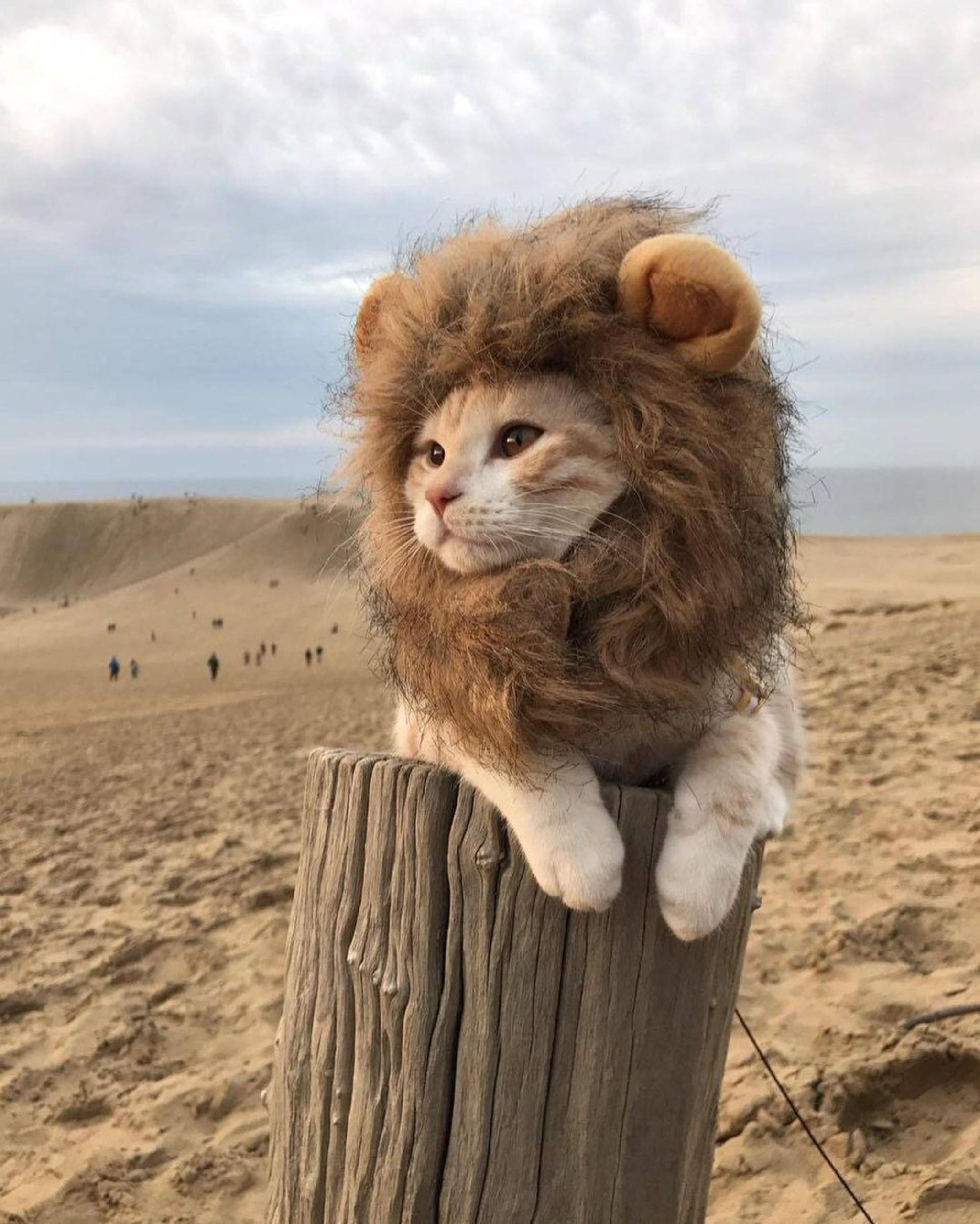 找小猫咪戴头套在沙漠的树桩上装狮子的高清原图