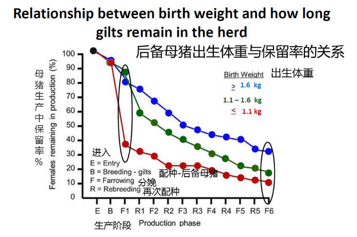 《后备母猪由出生到头胎分娩的饲养管理》听课笔记