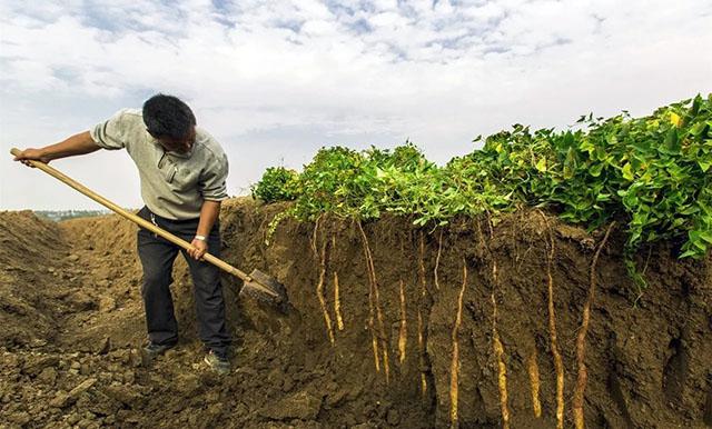 山药座果膨大素山药膨果用什么肥料山药膨大剂用昆仑风