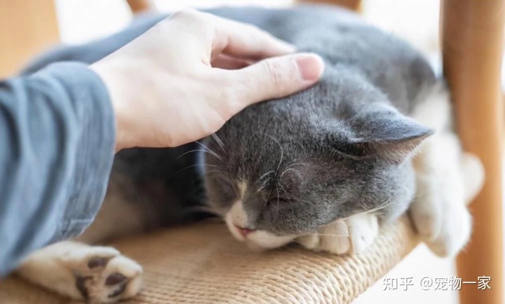 养猫很久才知道,经常“摸猫头”,它眼里有这些意思 - 知乎
