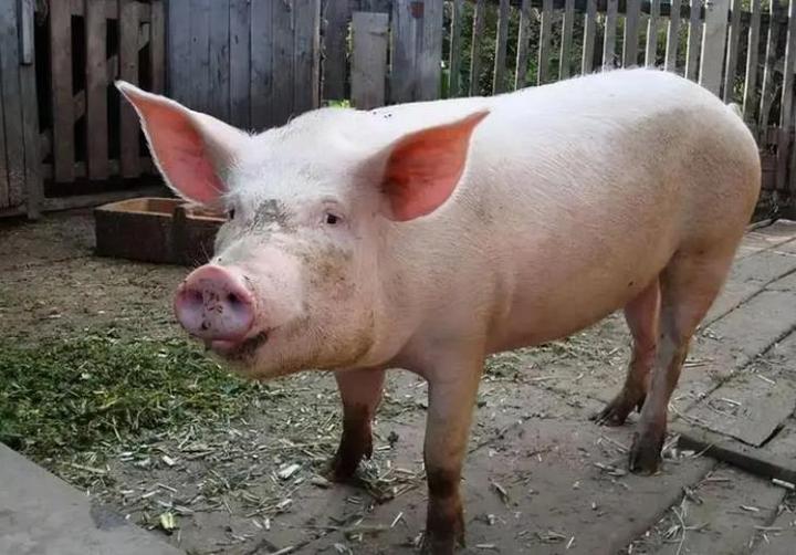 局地惊现5元猪价1月13日猪价坐滑梯何时才能迎来反弹