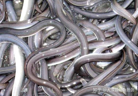 当时让我感到好白相的是这只猪猡已经翘辫子好几天了,为什么肚皮还会