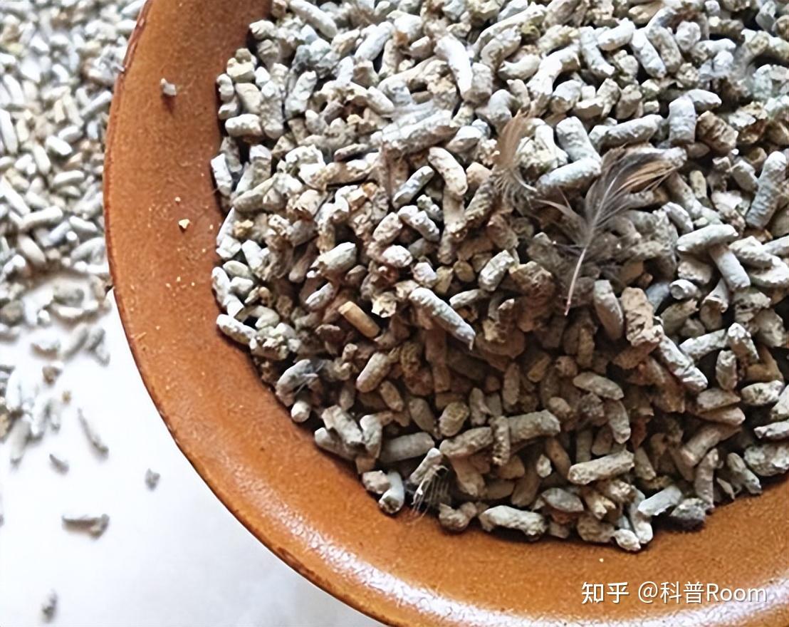 麻雀的宝贝——白丁香