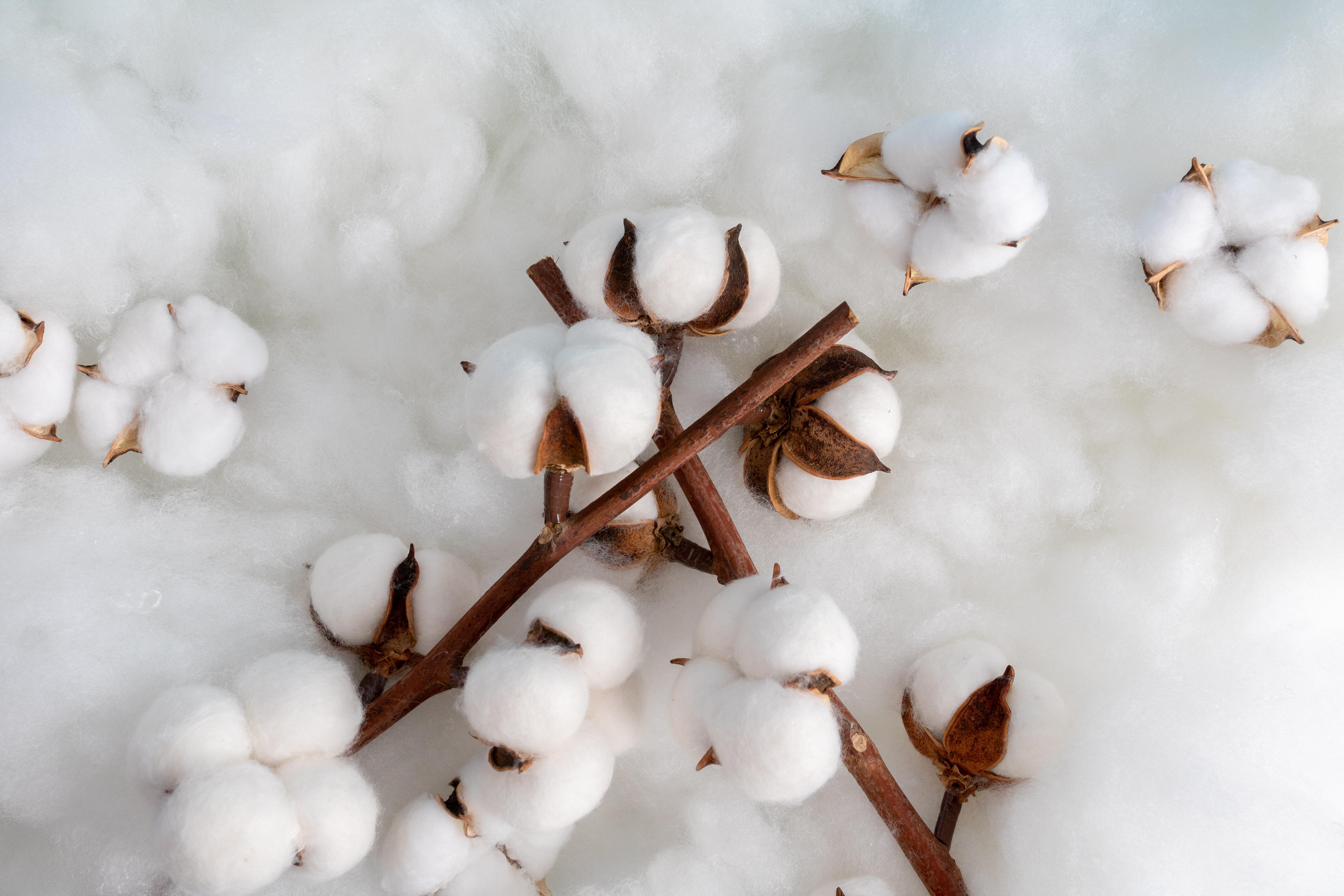 棉花价格上涨,成本变高《区域全面经济伙伴关系协定》(rcep)生效及高