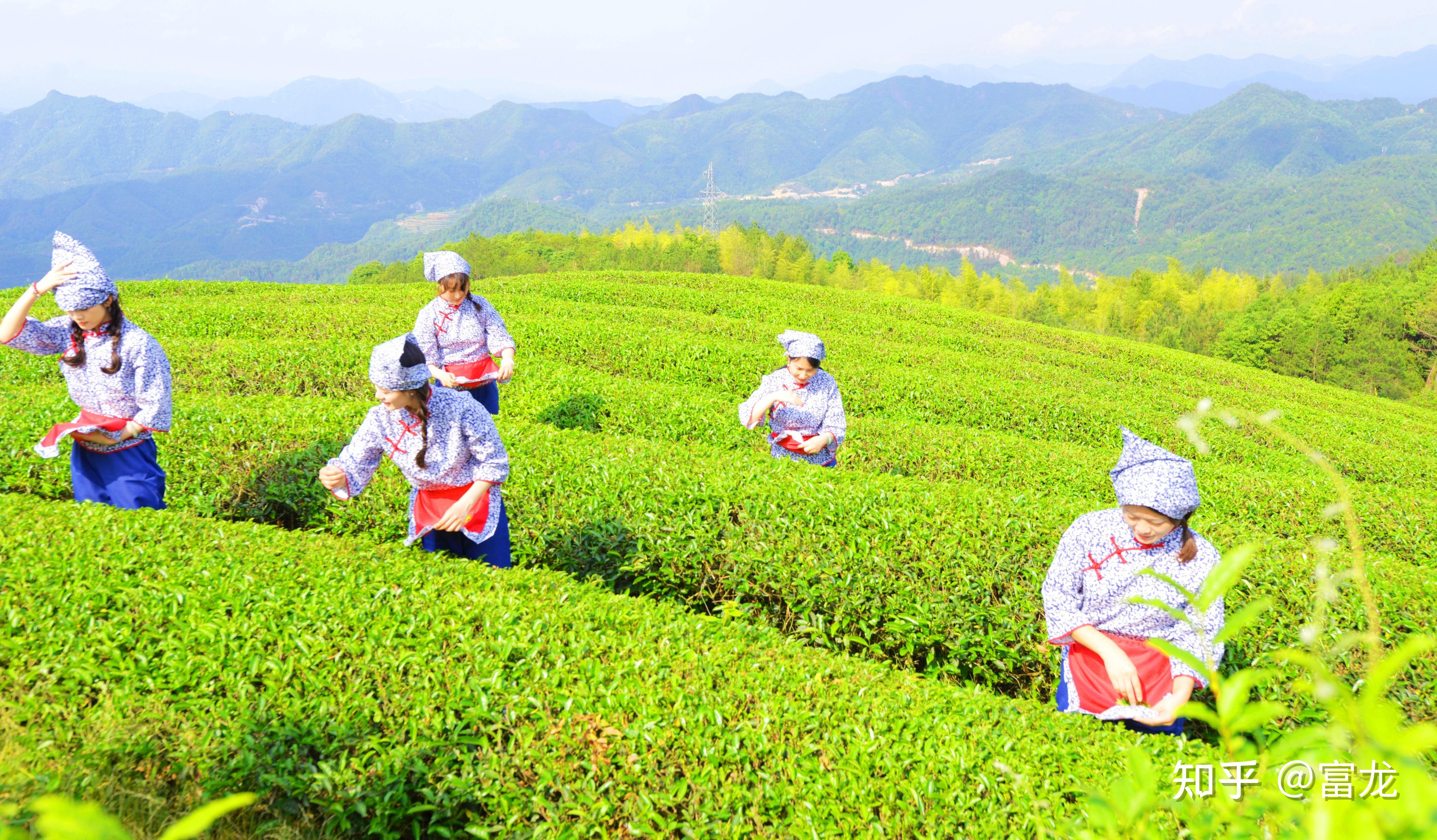 泰顺葛垟茶场，国家地理标志产品“三杯香”的原茶地 - 知乎