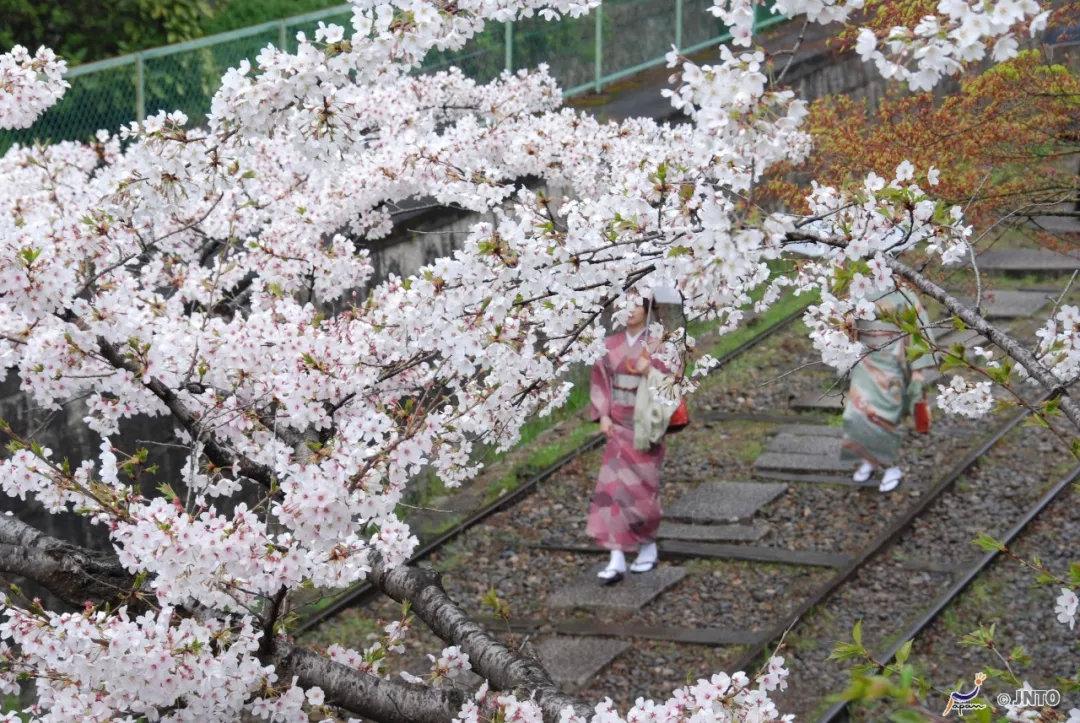 日本 樱花季只美7天 在京都却美了千年 知乎 日本 樱花季只美7天 在京都却美了千年 知乎