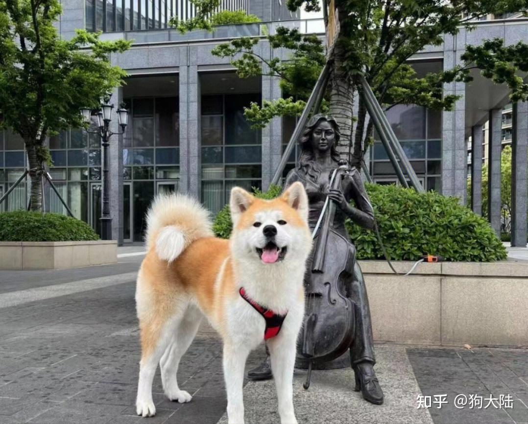 狗界"最有灵性"的5种狗,你对它好,它会铭记一生! - 知乎