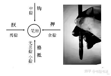 何为指实掌虚、腕平掌竖? - 知乎