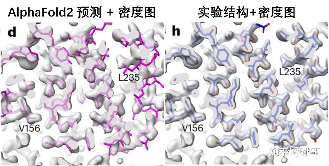 速递：结构学家对AlphaFold的反击 - 知乎