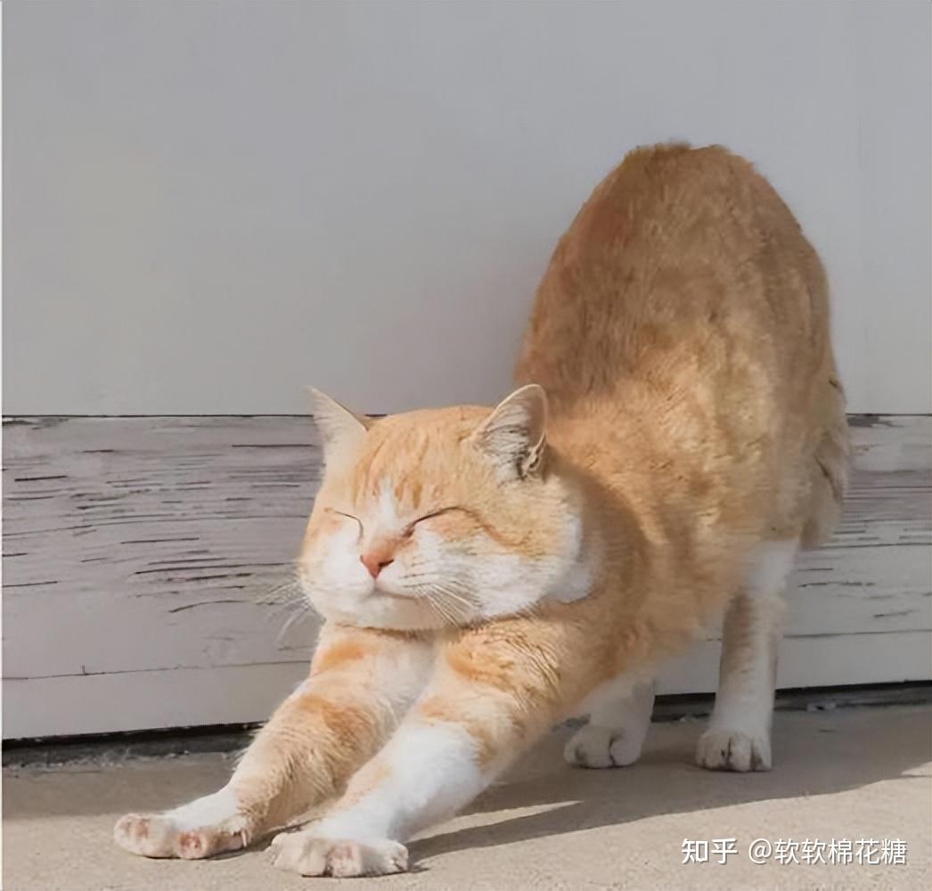 警惕!猫咪弓背原因,原来是这样的! - 知乎