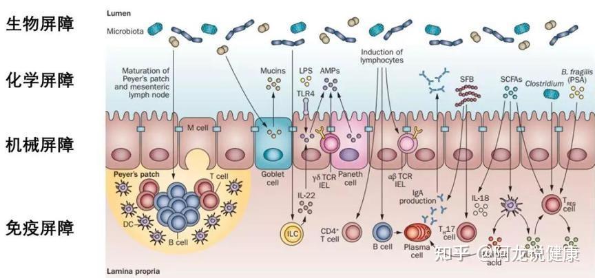 上面我们讲到的是肠道的细菌感染