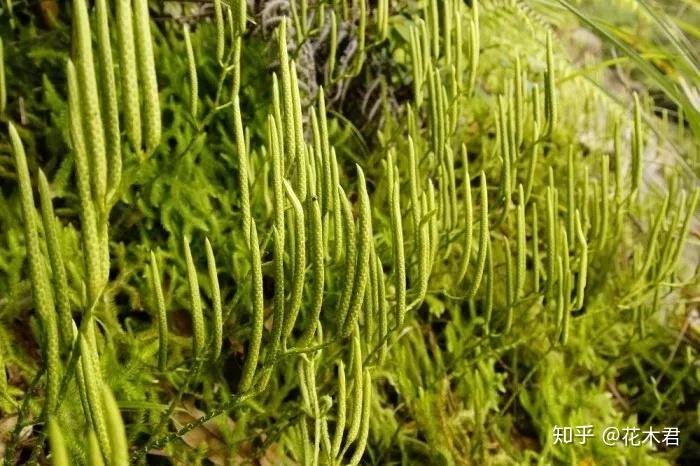 蕨类植物|石松的鉴赏与养护 - 知乎