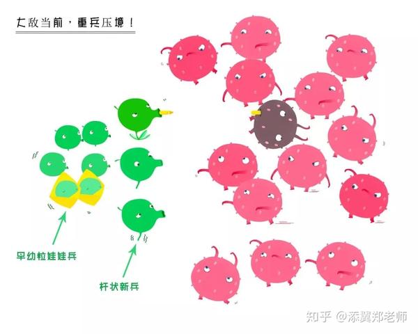 豌豆兵版中性粒细胞成长史,让护士瞬间弄懂核左移与核右移 - 知乎