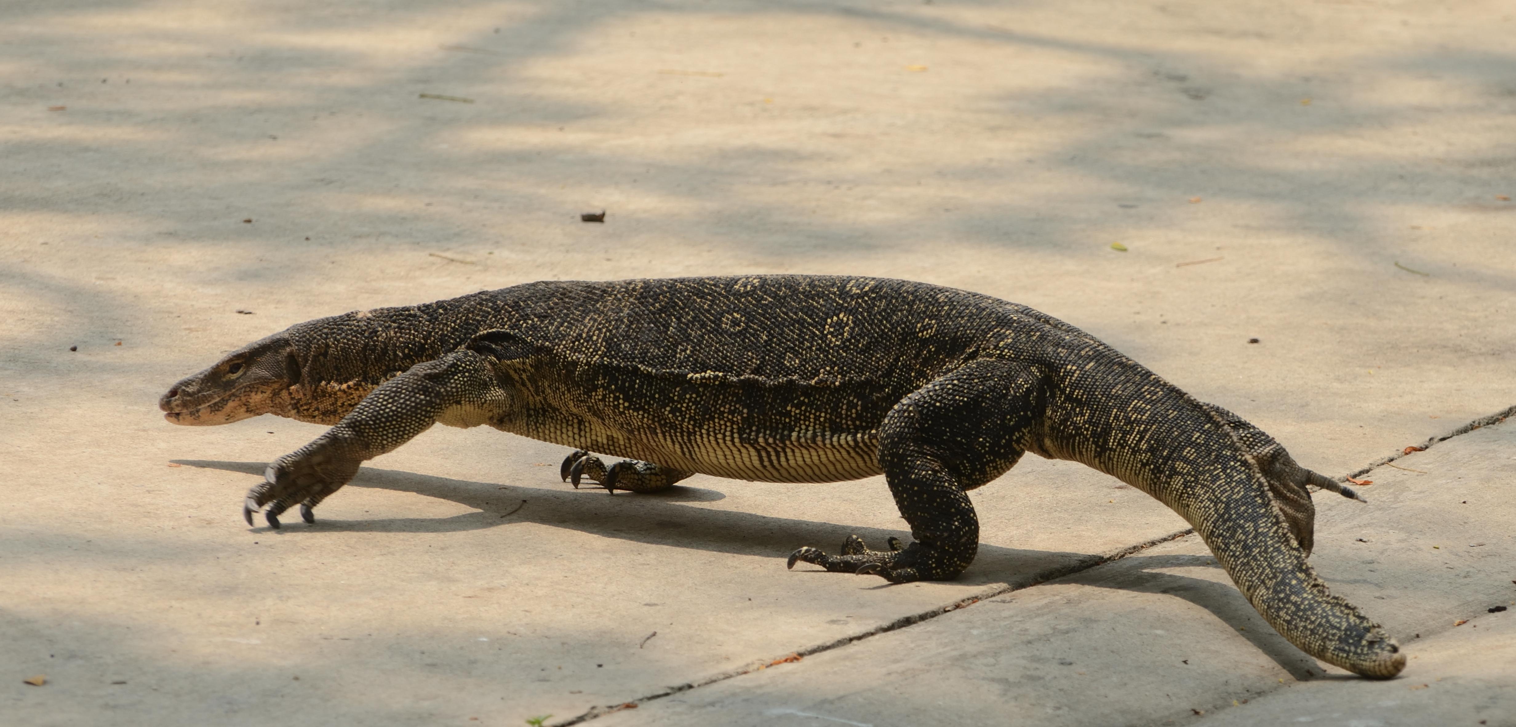 云南普洱居民家中现一米长圆鼻巨蜥,系国家一级保护野生动物,对于该