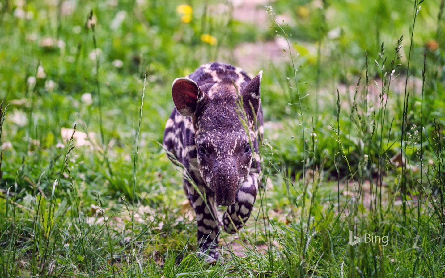 日推 That S Quite A Schnoz Baby Tapir 知乎