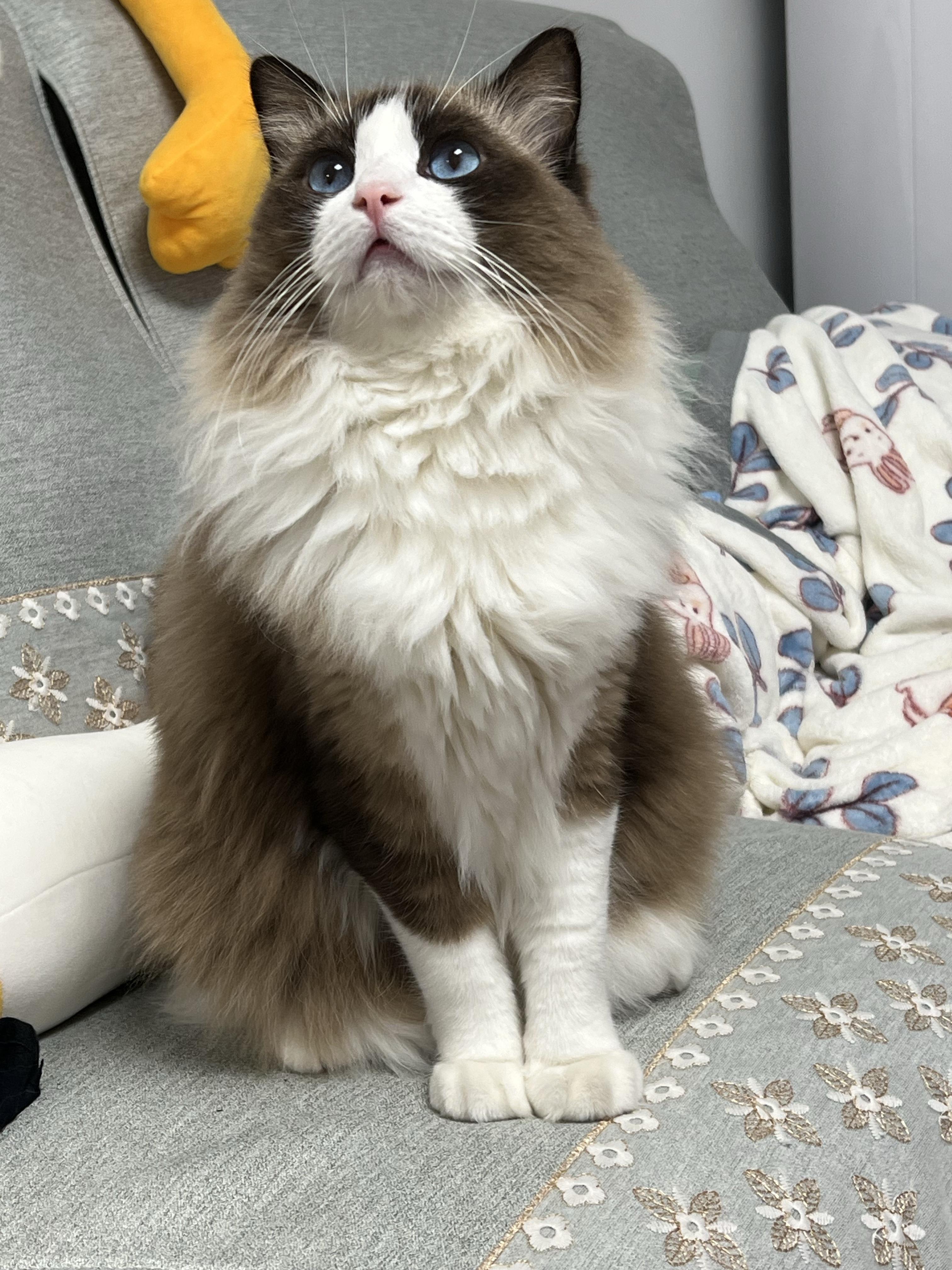 这只3500的布偶猫可以吗
