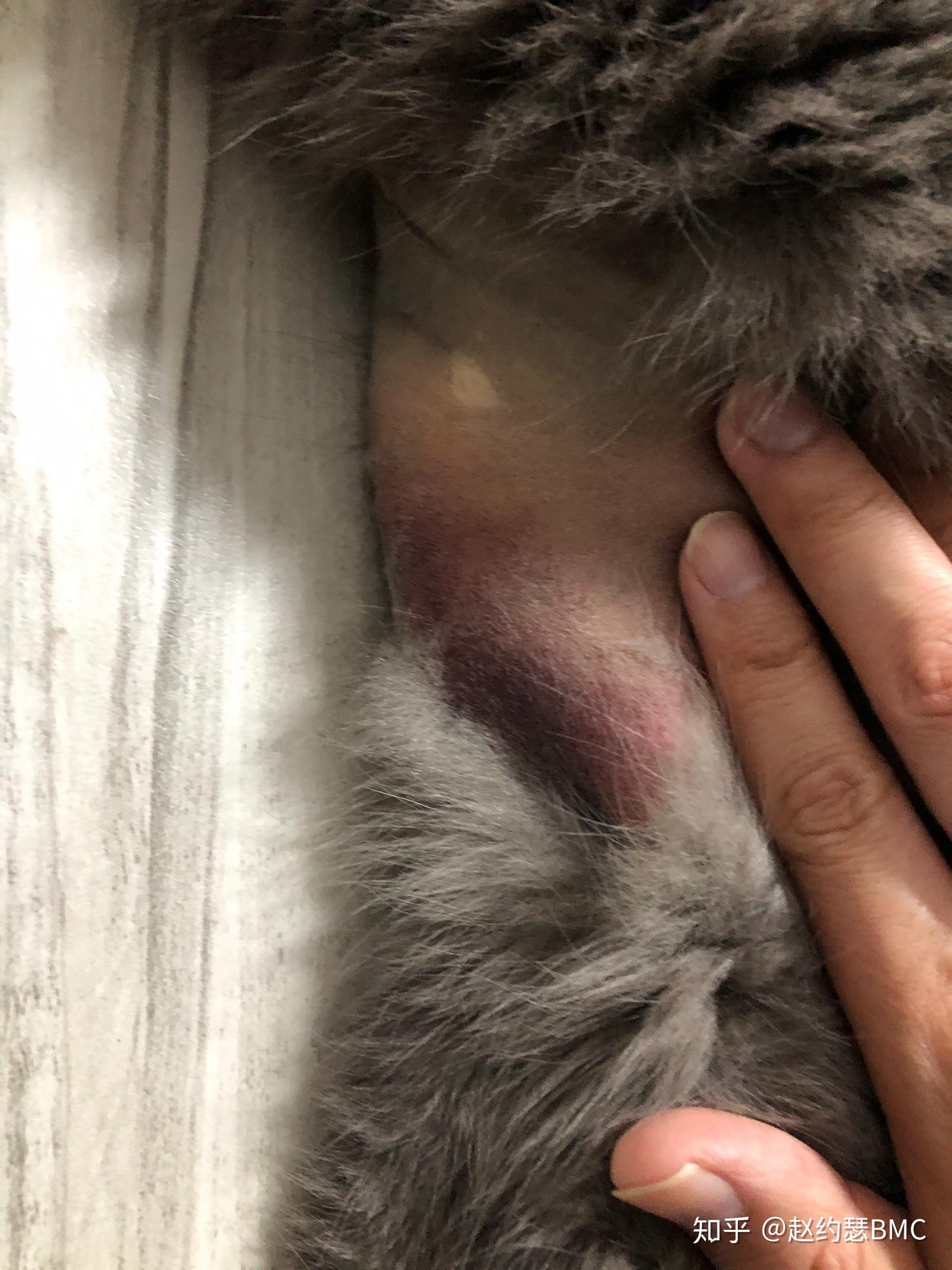 猫小派疑似干性传腹记录