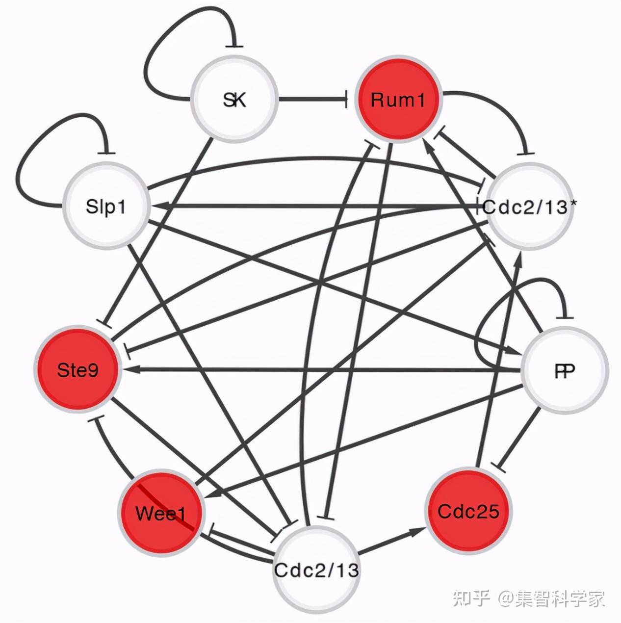 信息視角下的生命是什麼橫跨生命和非生命集群系統的信息化架構