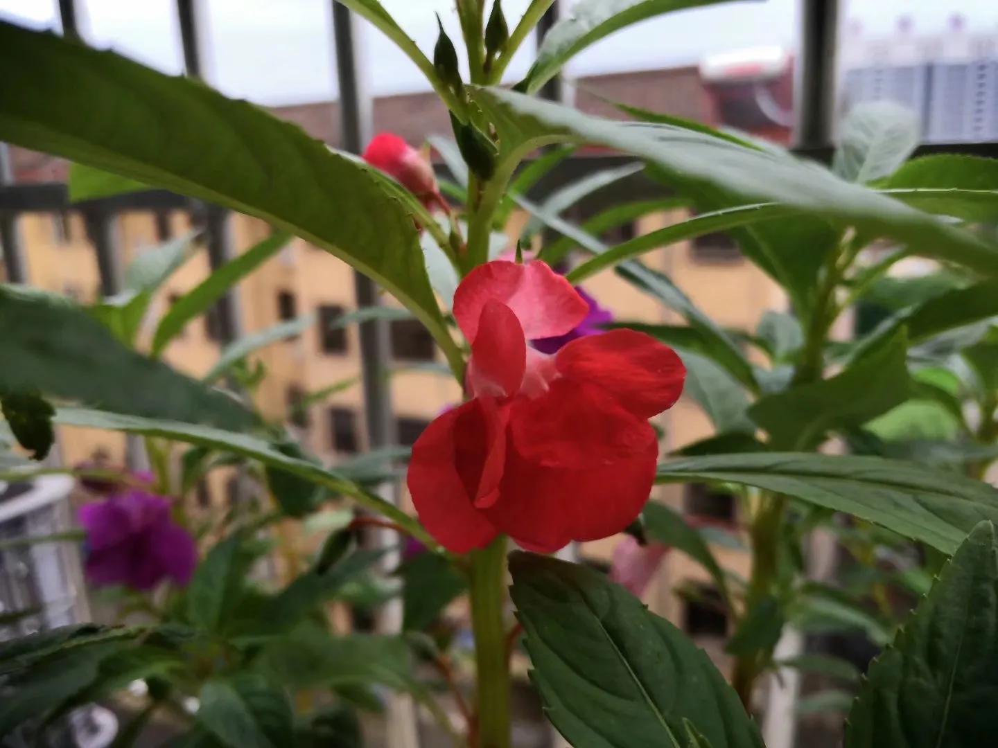 凤仙花种植方法和时间(凤仙花种子泡水要泡多久)