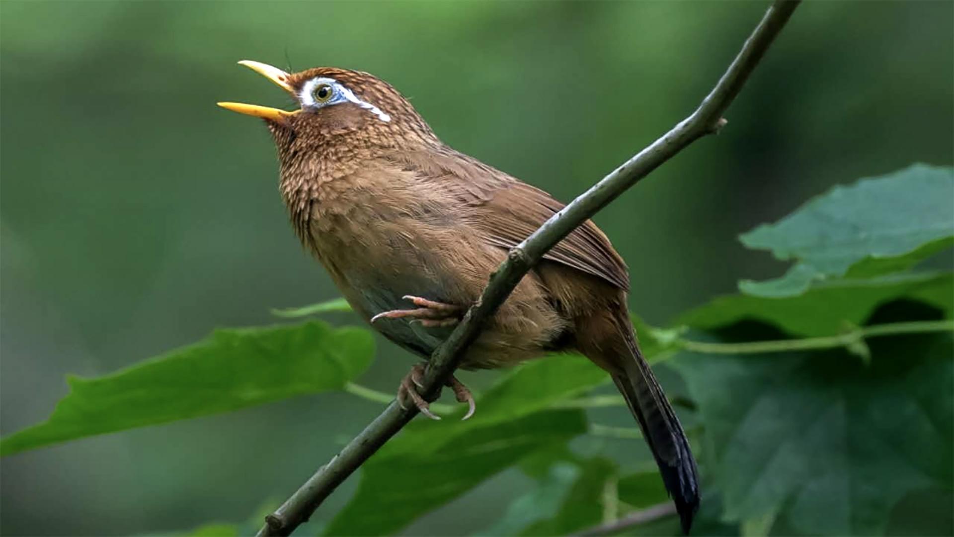 让你听听鸲蝗莺充满魔性的叫声鸟叫虫声建议偷偷收藏