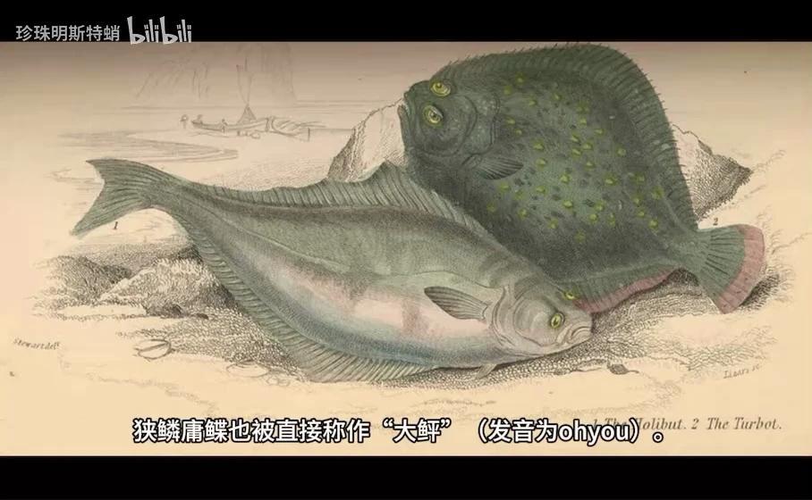 你可能吃过的“巨型比目鱼” 最大鲽形目-庸鲽属的简单介绍 - 知乎